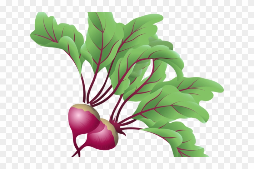 Beets Cliparts - Transparent Clip Art Vegetable #1644731