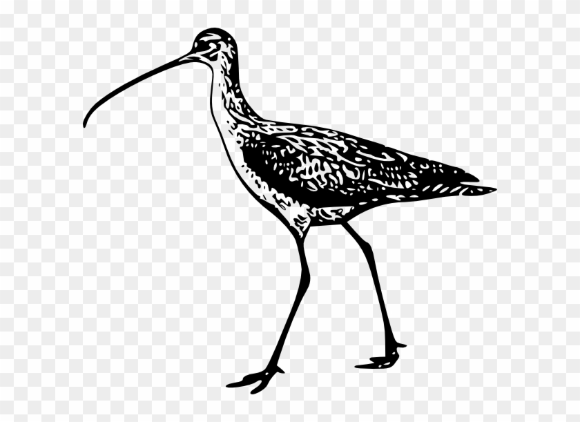 Walking Bird Clip Art - Long Billed Curlew Drawing #1644792