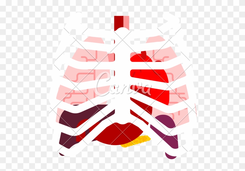 Rib Cage And Internal Organs - Organ #1644919