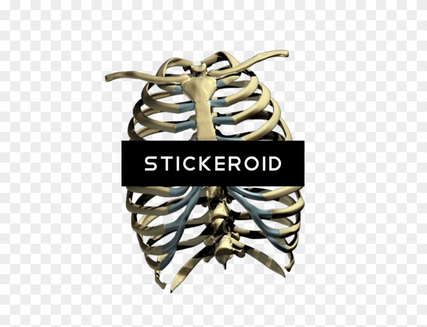 Rib Cage - Skeleton Ribs Cage Png #1644953