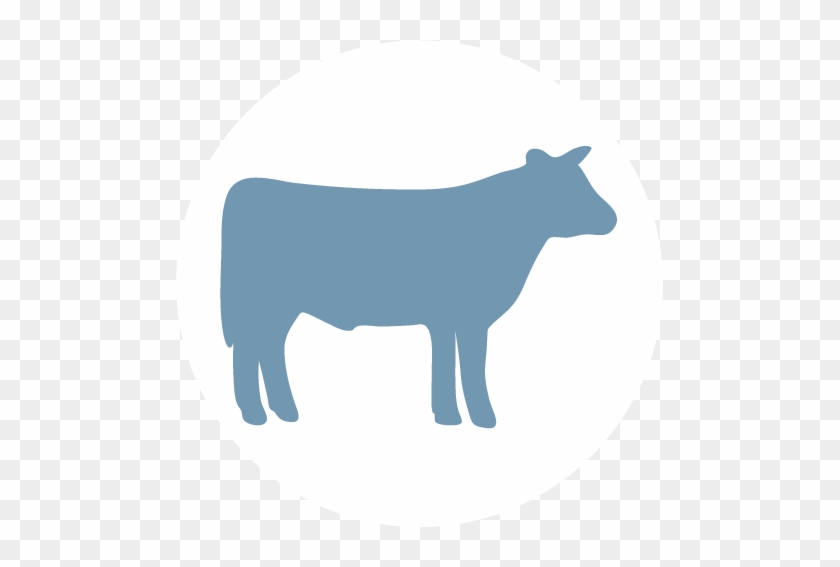 Fed Steer Challenge - Dairy Cow #1645742