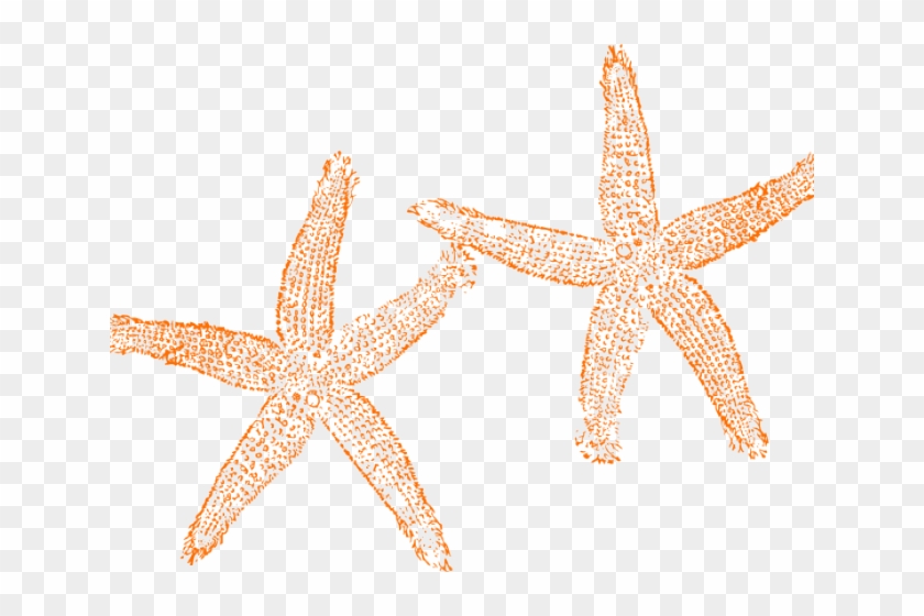 Starfish Clipart Orange Starfish - Star Fish Clip Art #1648007