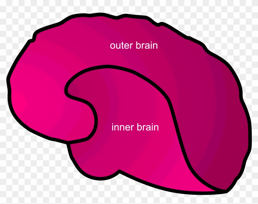 Inner Vs Outer Brain - Inner Vs Outer Brain #1648942
