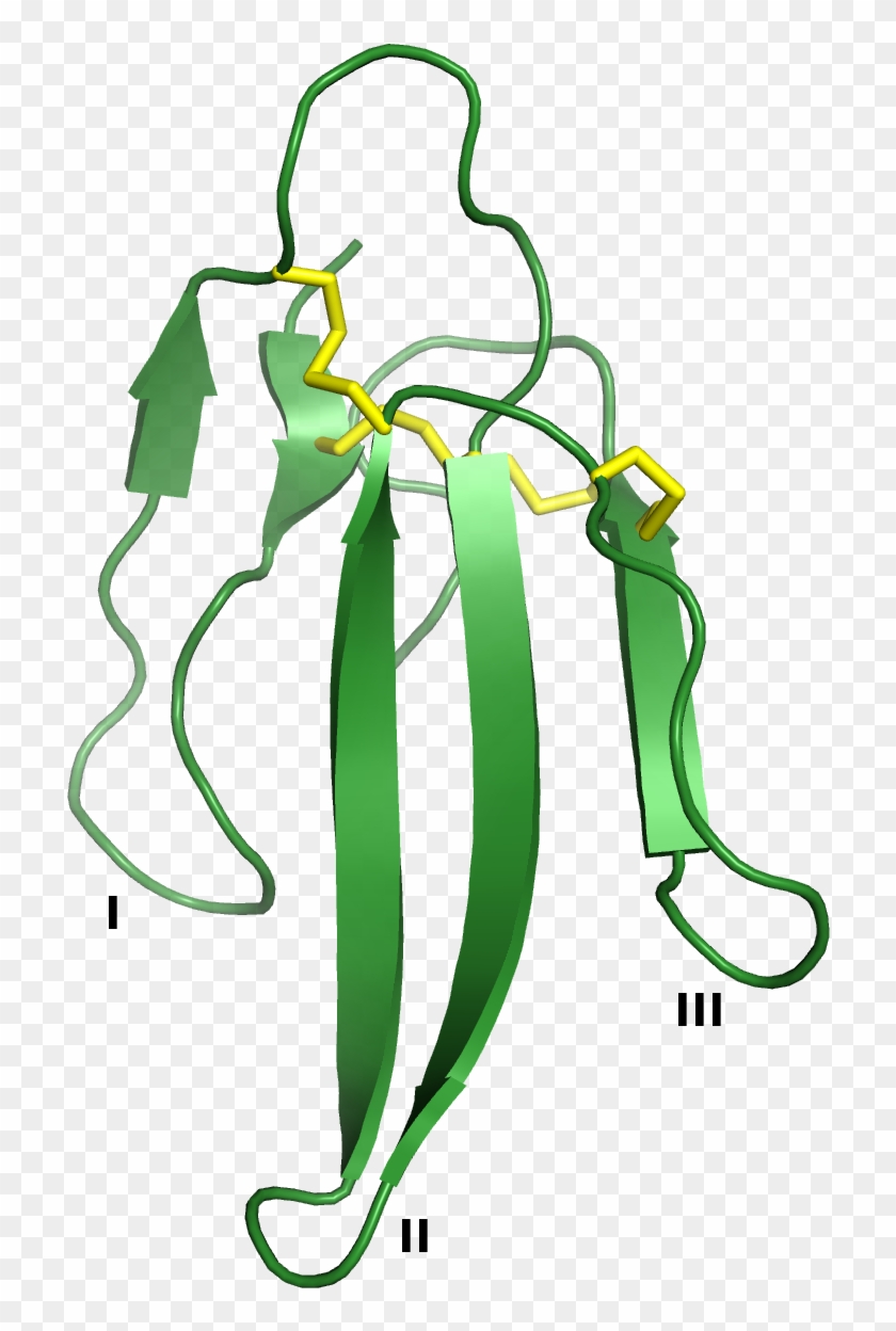 Three-finger Protein - Three Finger Toxin Structure #1650161