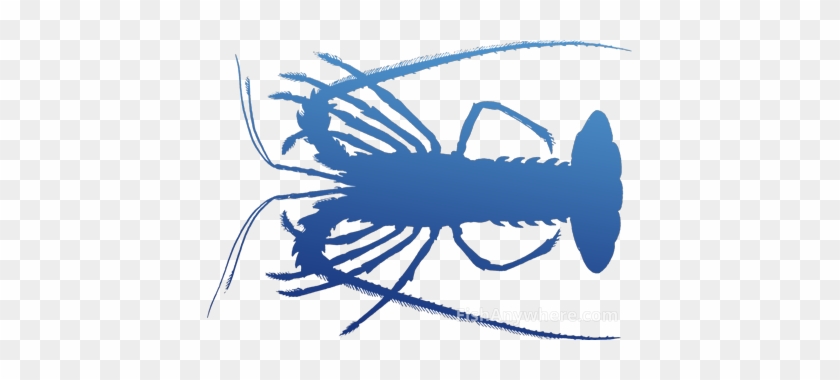Spiny Lobster - Spiny Lobster #1650307