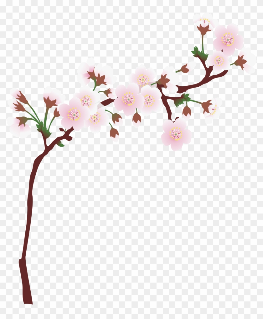 1677 X 1950 13 0 - Cherry Blossom Branch Png #1650401