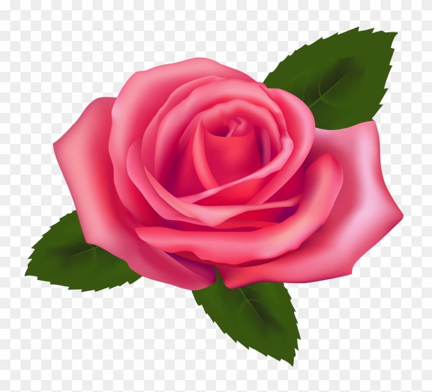 911 / 235 × 165 / 235 × 165 / 60 × 57 / 200 × 130 / - Pink Rose Clipart Png #1650643