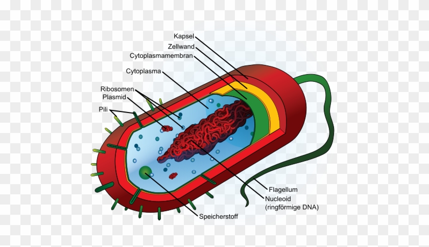 Average Prokaryote Cell- Desvg Wikimedia Commons - Bacteria Structure #1651281