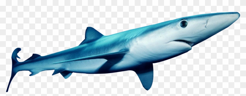 This Png Image - Great White Shark #1651753