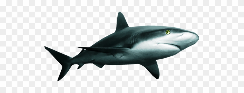 Ftes Shark Freetoedit - Great White Shark #1651754