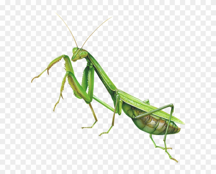 Mantis Clipart Insect Bug - Praying Mantis Fighting Stance #1652081