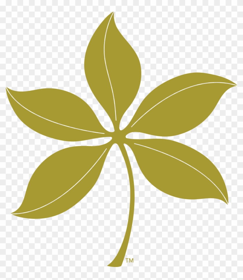 Summer - Osu Buckeye Leaf Logo Transparent Background #1652356