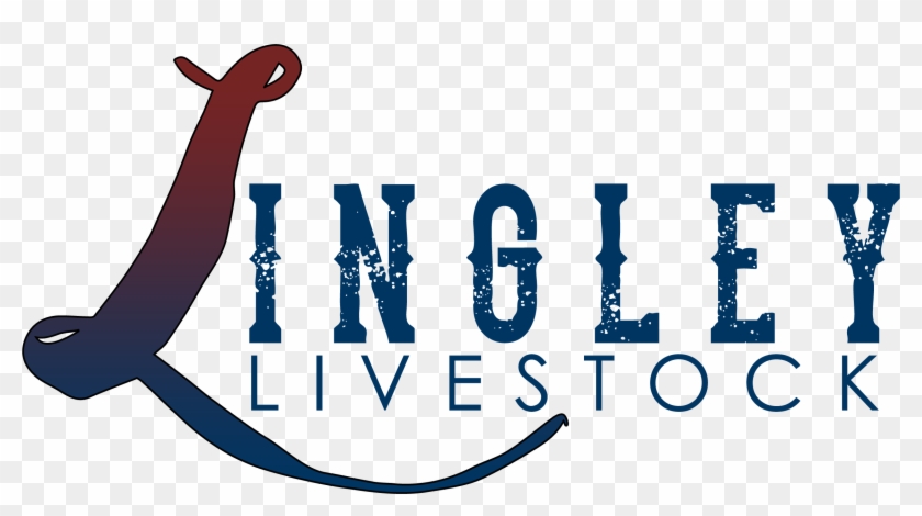 Lingley Livestock Limousin & Shorthorn Cattle - Lingley Livestock Limousin & Shorthorn Cattle #1652549