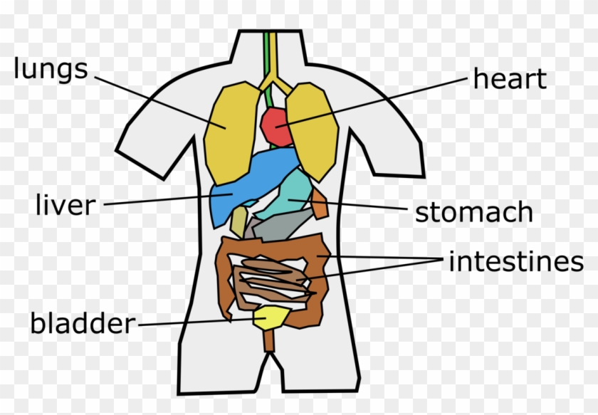 Human Behavior Angle Point Beak - Cartoon #1653616