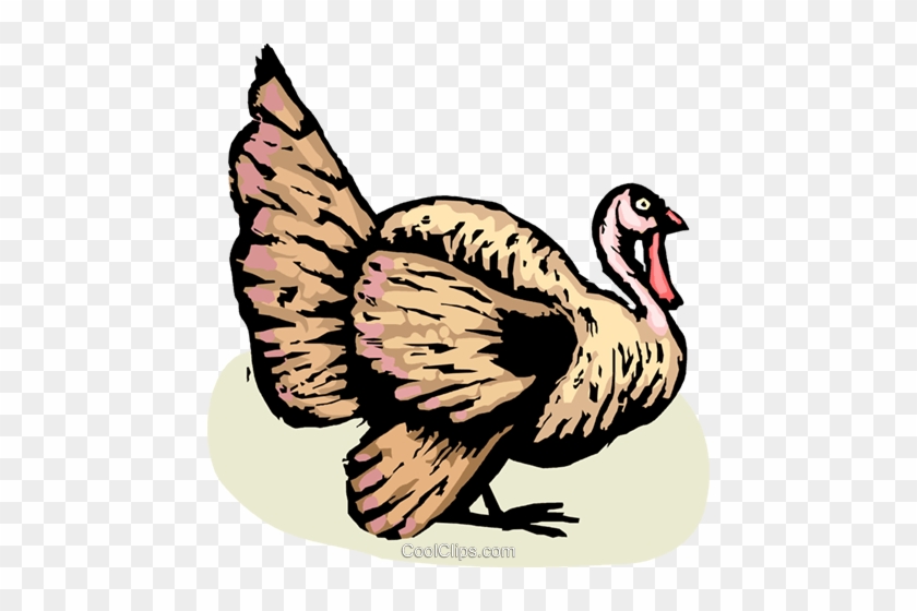 Turkeys Royalty Free Vector Clip Art Illustration - Turkey #1653745