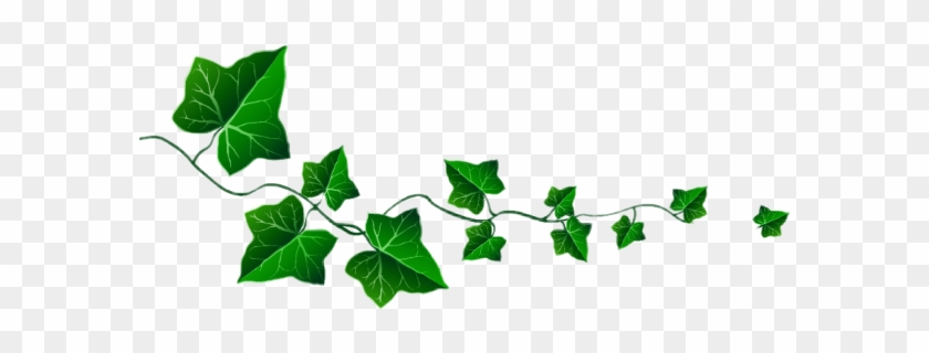 Ivy Freetoedit - Clip Art Vine Leaves #1653782