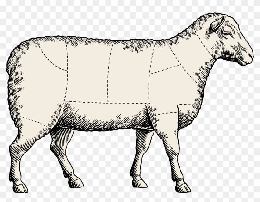 Sheep Meat Cuts Blank #1653947