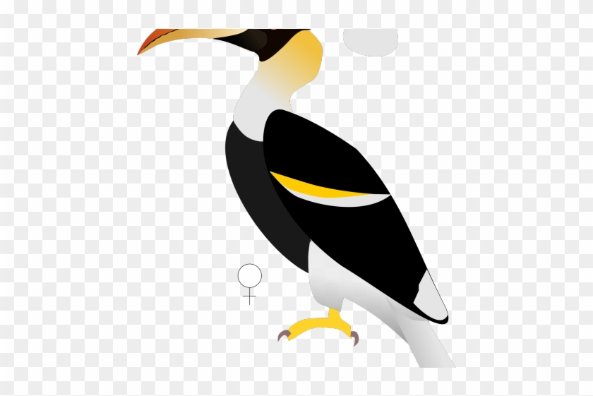 Drawn Todies Pencil - Great Indian Hornbill #1654393