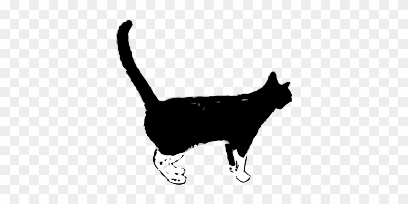 Black Cat Kitten Felidae Panther - Clip Art #1654654