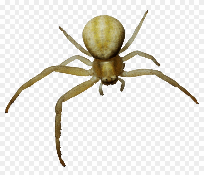 Arachnid Clipart Spider Leg - Паук Пнг #1655541
