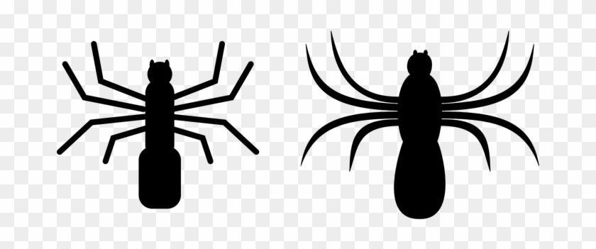 Spider, Insect, Crawl, Spooky, Arachnoid - Spiders Clip Art #1655554