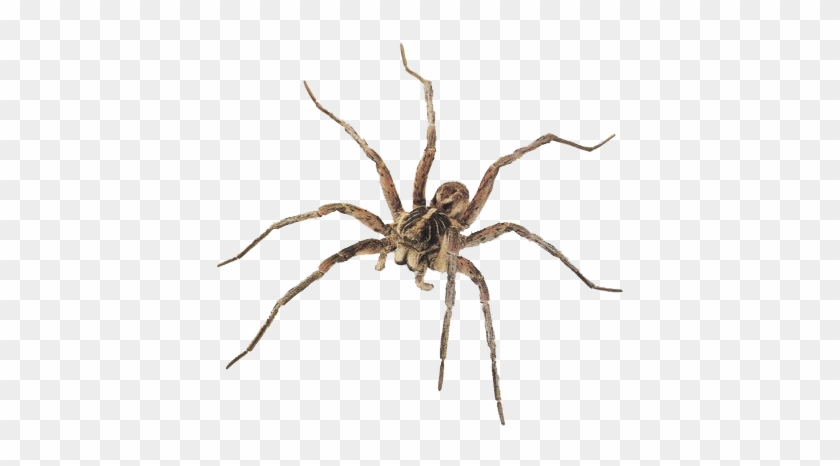 Spider Png Image - Common House Spiders In South Africa #1655568