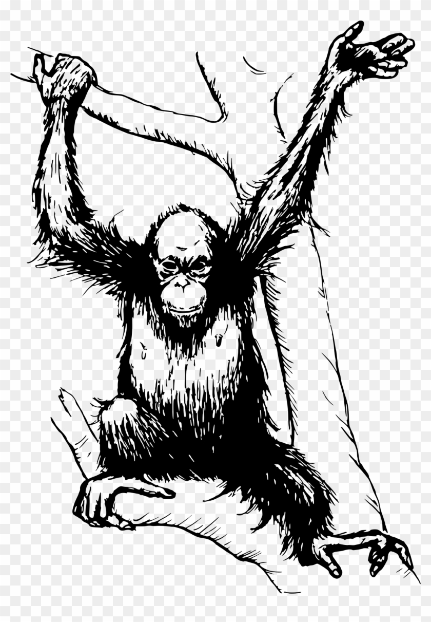 Orangutan Clipart - Orang Utan Clipart Black And White #254437