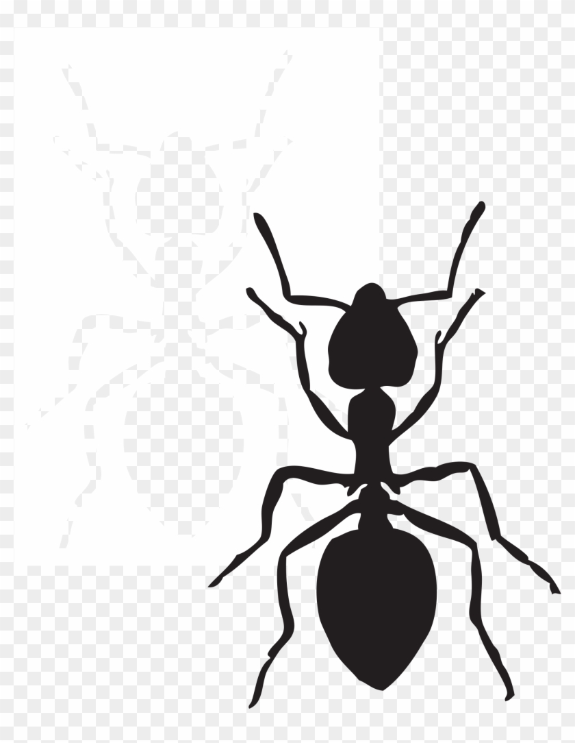 Open - Custom Black Ant Shower Curtain #254492
