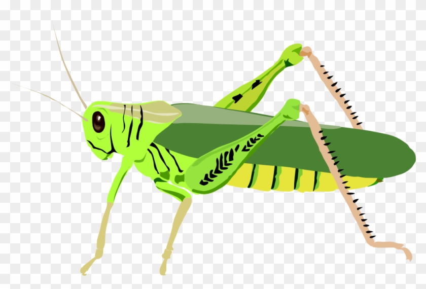 Onlinelabels Clip Art - Grasshopper Vector #255234
