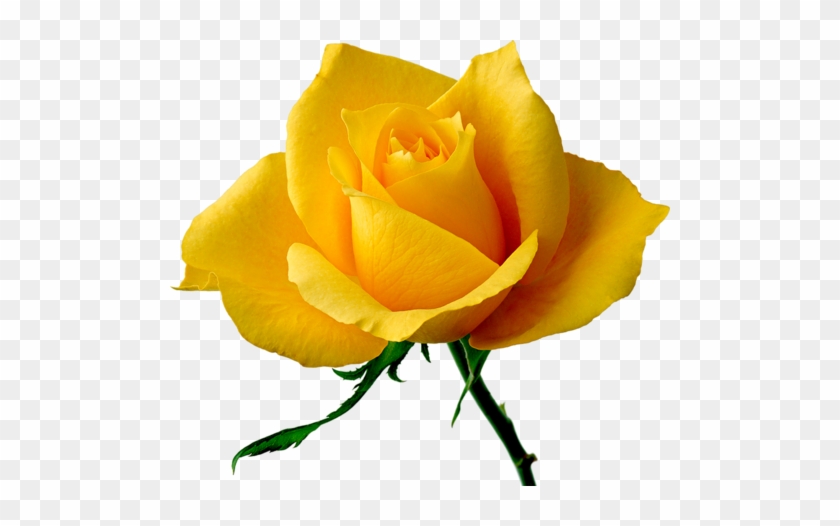 Paint Shop, Rose Buds, Yellow Roses, Rainbow Colors, - Joyeux Anniversaire Rose Jaune #1656347