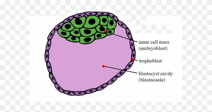 The Blastocyst's “inner Mass Cells”, Depicted In Green - Abembryonic Pole And Embryonic Pole #1657151