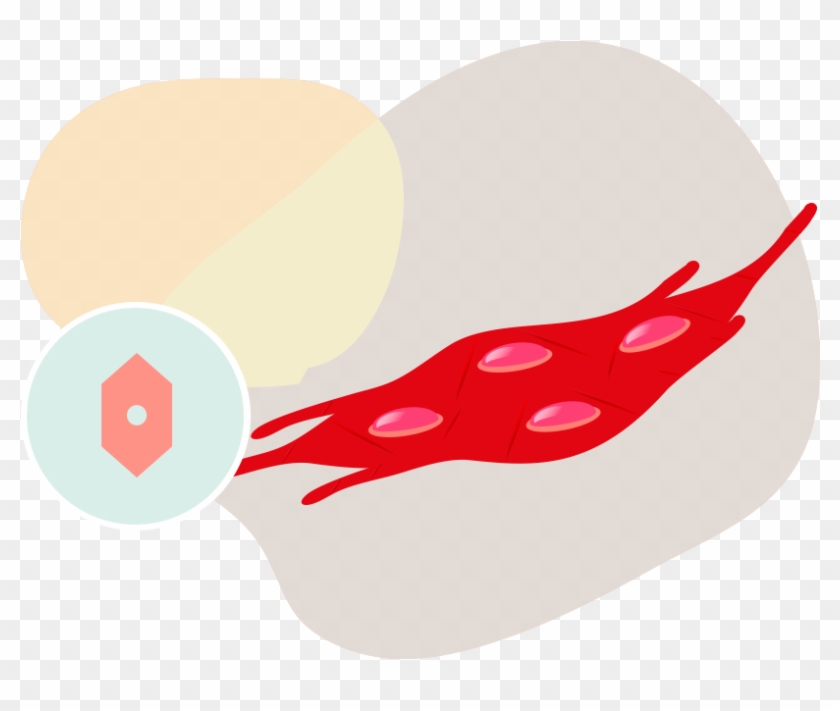 Why Store Umbilical Cord Tissue Cells Why Store Umbilical Cord Tissue Cells Full Size PNG