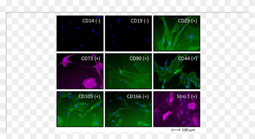 Phenotypic Characterization Of Human Mesenchymal Stem - Graphic Design #1657218