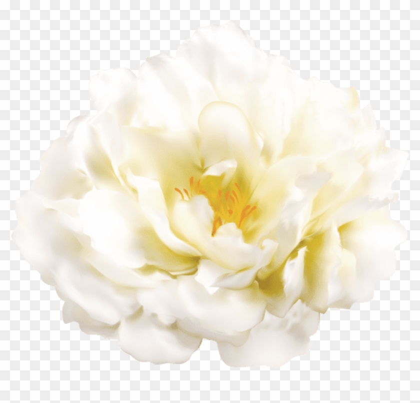 Free Png Download White Flower Transparent Png Images - Transparency #1657411