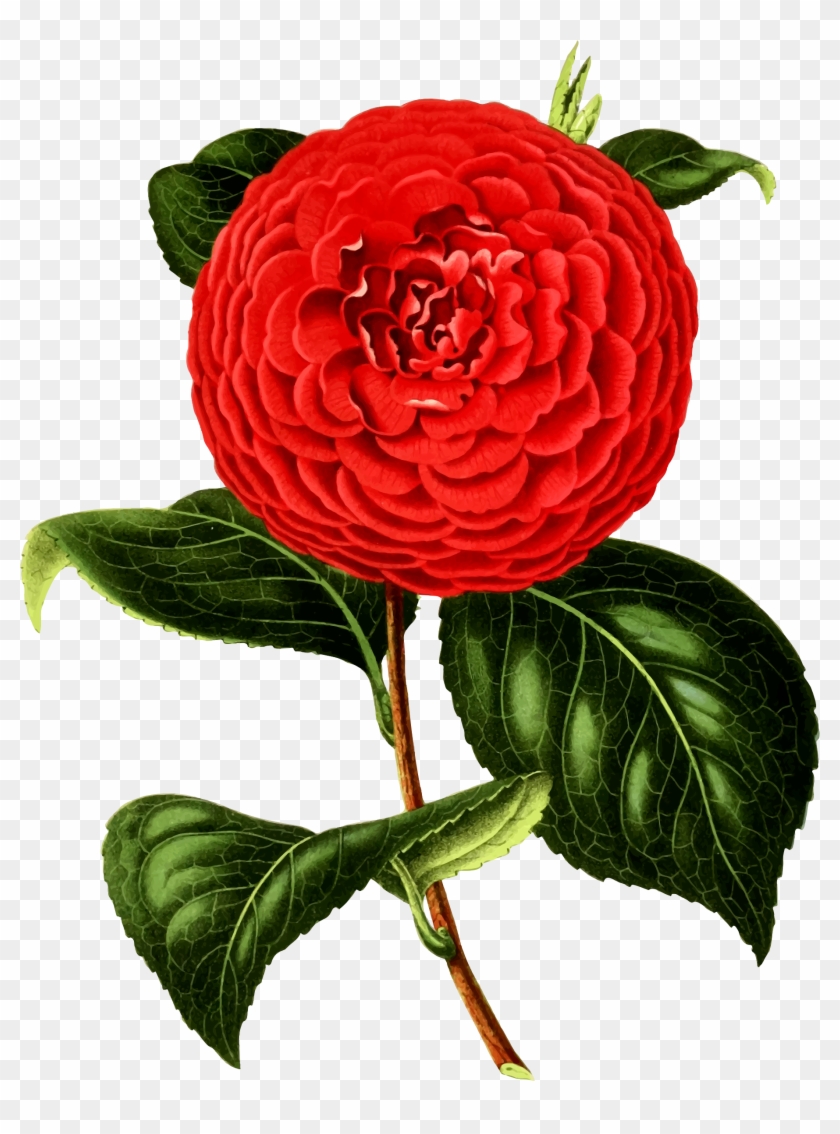 Clipart Camellia Png Png Chanel Camellia Flower Clipart - Camellia Png #1657420