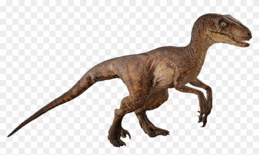 1024 X 606 8 - Jurassic Park Raptor Png #1658091
