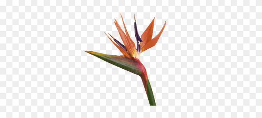 Bird Of Paradise Flower - Birds Of Paradise Flower Png #1659230