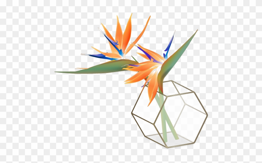 Bird Of Paradise #1659240