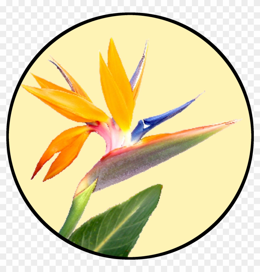 Bird Of Paradise Flower #1659252