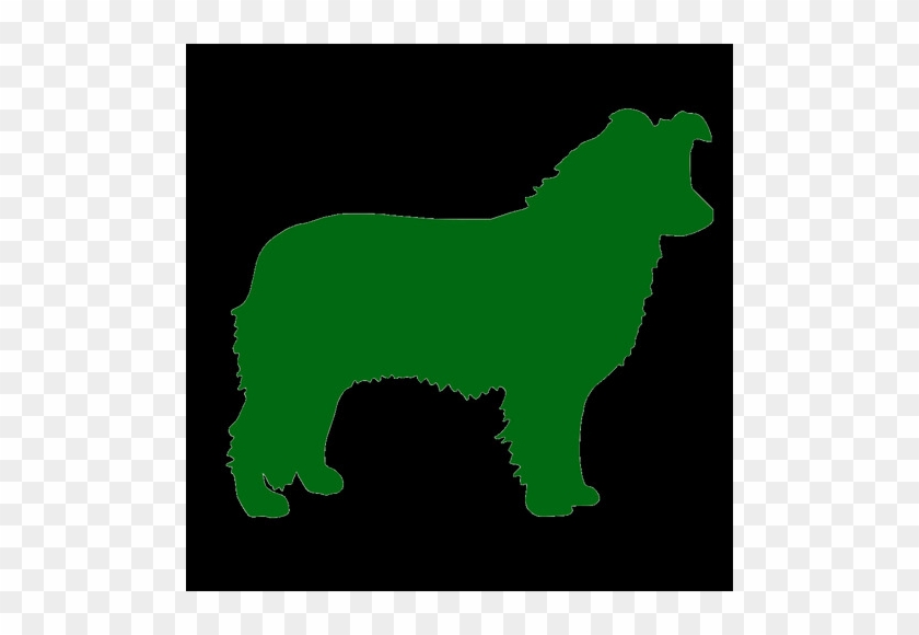 Aussie - Companion Dog #1659558