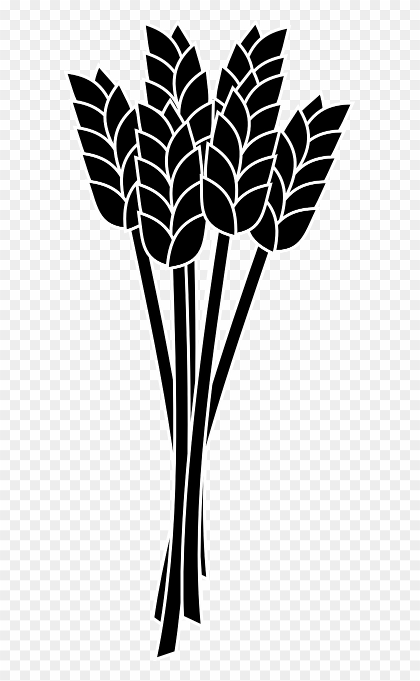 Wheat Spike Bunch Grain - Corn And Soybeans Clipart #1659808