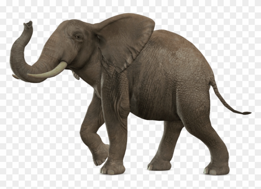 Elephant Png #1660120
