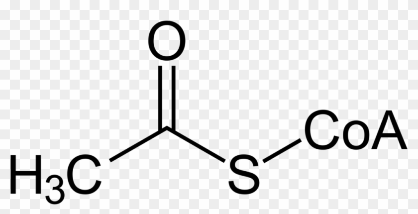 What Molecule Is Converted To Acetyl Coa In The Mitochondria - Glycolic Acid Structure #1660175