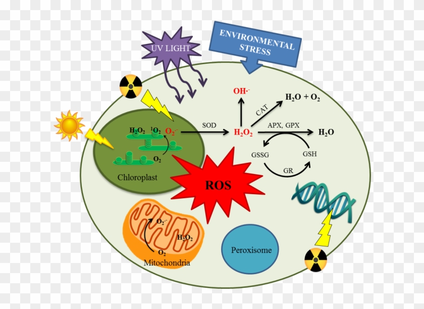 Umb3-2 - Circle #1660176