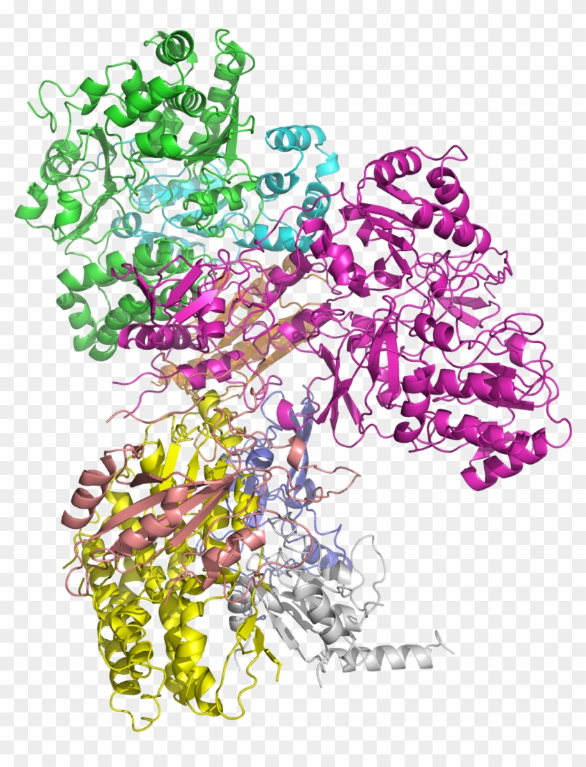 Nadh Dehydrogenase - Nadh Ubiquinone Oxidoreductase Core Subunits #1660190