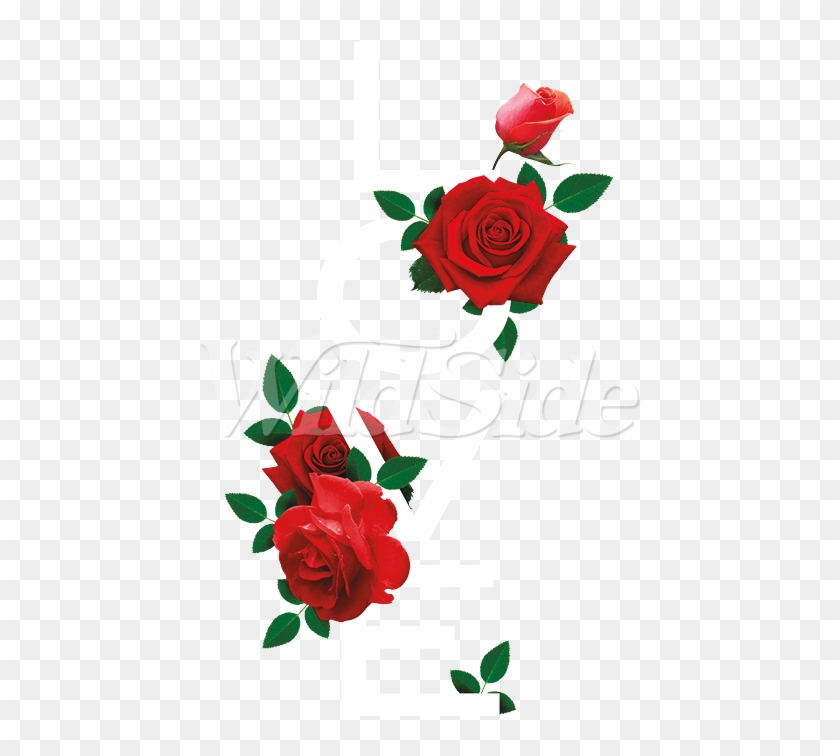 Categories - Floribunda #1660688