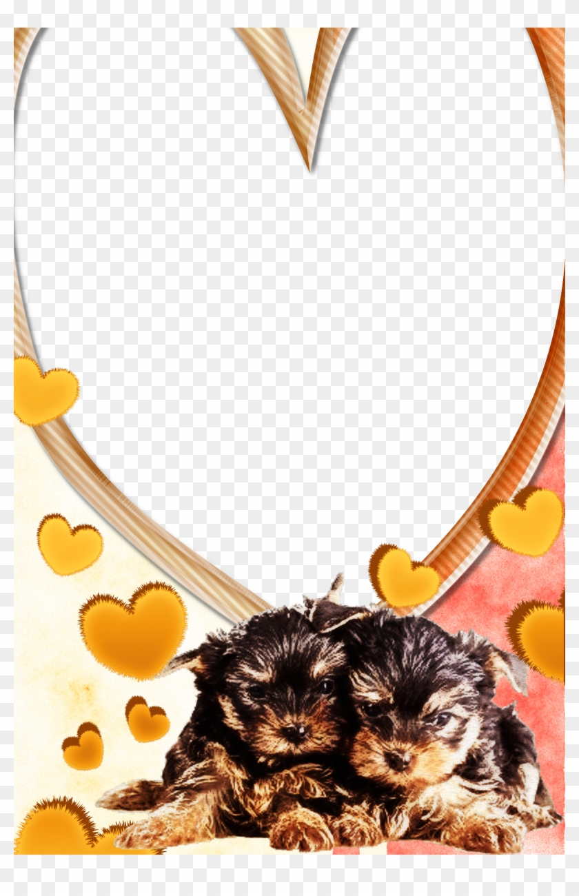 Golden Border Png Clip Art - Picture Frame #1661394