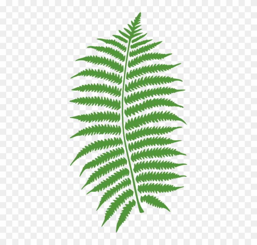 Fern Leaves Png - Папоротник Png #1661889