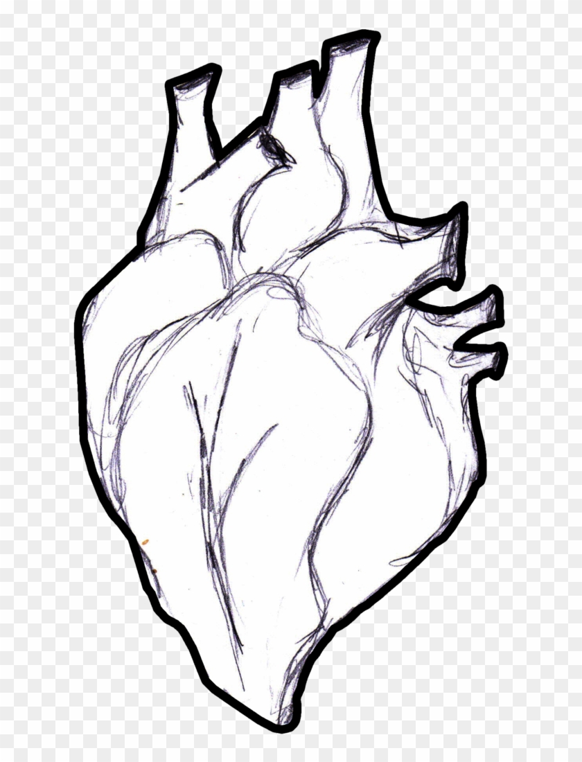 Real Human Heart Drawing At Getdrawings - Human Heart Png Transparent #1662080