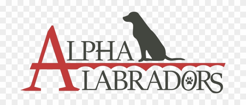 Alpha Labradors - Dog #1662177
